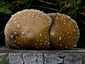 Nyárfa-tőkegomba (Hemipholiota populnea), Duna-Tisza köze
